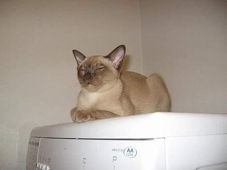 Burmeser Why Forget Doo - Rævesover på vaskemaskinen billede 8