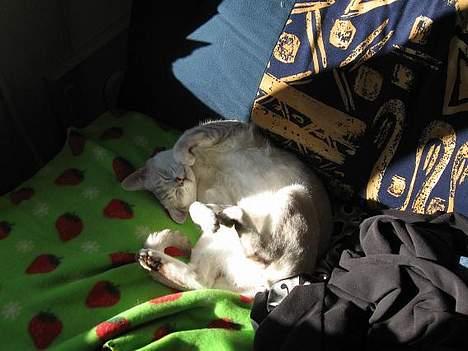 Burmilla All-Saints Elliot (død) - Hygger i solstrålen billede 8