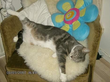 Huskat Milla - det her er bare livet...<33 billede 12