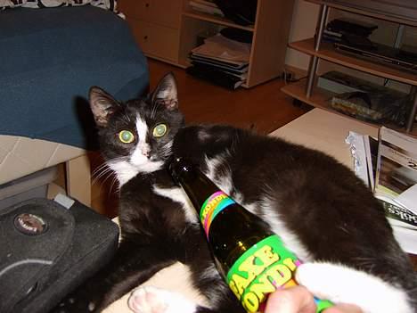 Huskat Gerda *R.I.P* - Det er ikke øl, men faxe kondi c",) billede 9