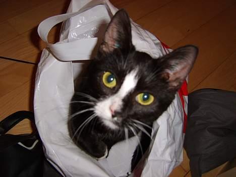 Huskat Gerda *R.I.P* - Jep jeg ville lige ned i posen det er bare så sjovt... billede 10