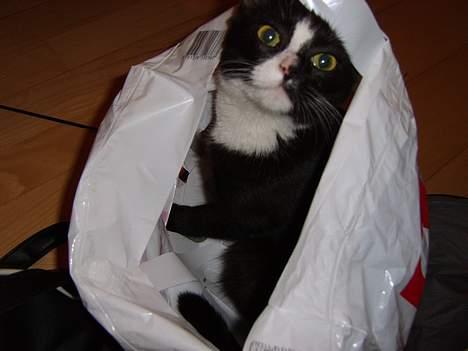 Huskat Gerda *R.I.P* - igen igen!! billede 11