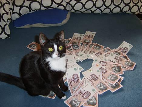 Huskat Gerda *R.I.P* - Million Dollar Misse, (missen med sans for mønt c",) billede 12