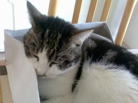 Huskat Gucci - Der er noget med de papkasser.. De er bare så hyggelige og putte i.. ;-) billede 20