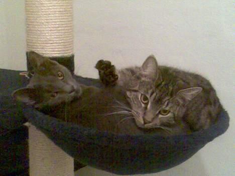 Huskat Mushu - Vi ligger på vores farvorit plads;-) billede 10