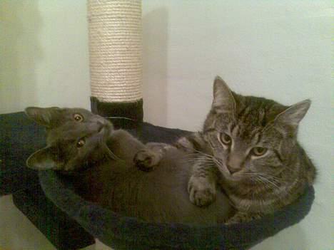 Huskat Mushu - Mor du forstyrre os midt i vores lur... billede 11