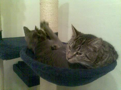 Huskat Sarabi (RIP) - Mor vi ligger altså og sover!!! Sluk det lys!!! billede 17