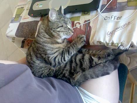 Huskat Sarabi (RIP) - Ligger lige og sove på bordet og på mors skød...;-) billede 18