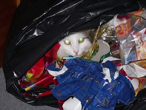 Blanding af racer Dalie - fra juleaften.. billede 2