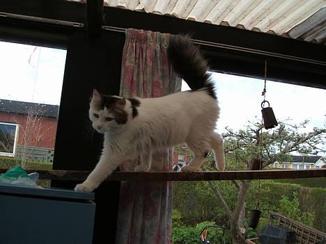 Blanding af racer Dalie - på vej nej billede 3