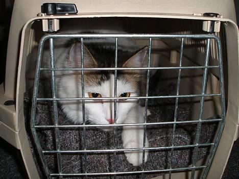 Blanding af racer Dalie - på vej til dyrlægen..åhh nej ! billede 4