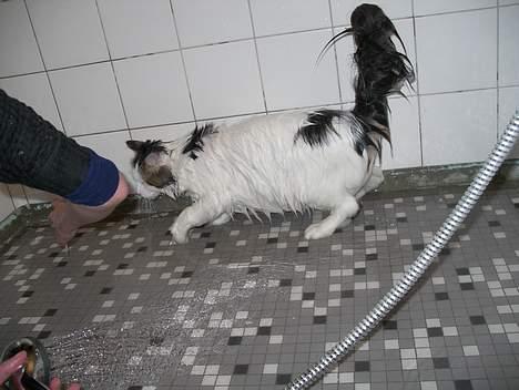 Blanding af racer Dalie billede 5