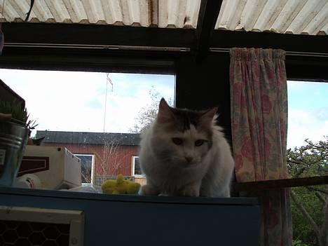 Blanding af racer Dalie billede 6