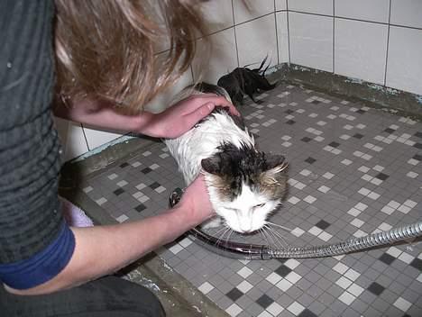 Blanding af racer Dalie billede 7