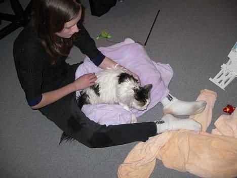 Blanding af racer Dalie billede 8