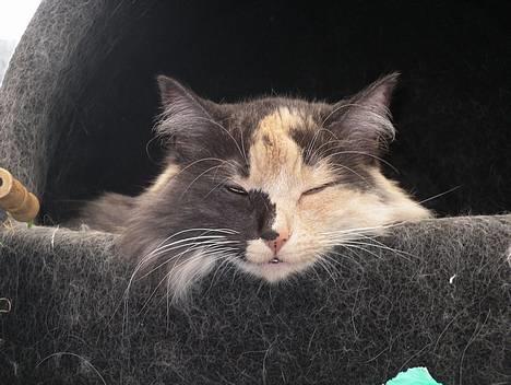 Blanding af racer picaso R.i.p billede 1