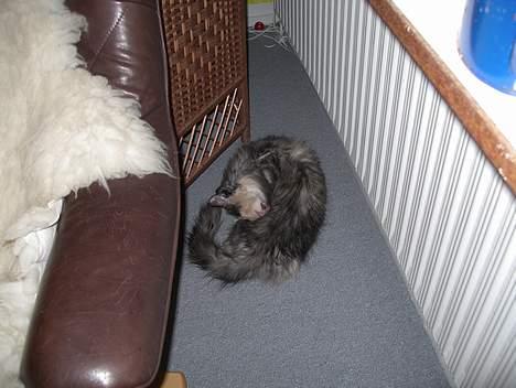 Blanding af racer picaso R.i.p billede 2