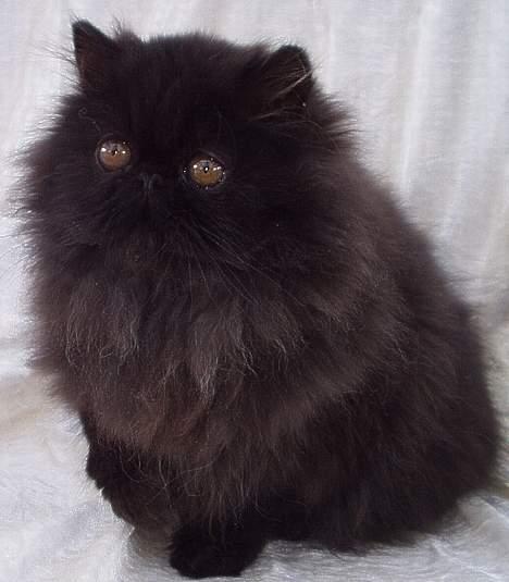 Perser Buffy - Killinge Buffy billede 16