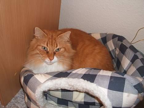 Norsk Skovkat kvik R.i.p billede 7