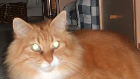 Norsk Skovkat kvik R.i.p billede 8