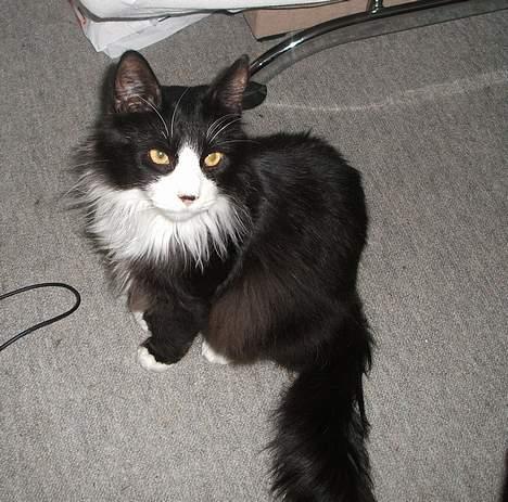 Norsk Skovkat Barneby R.i.p :'( billede 8