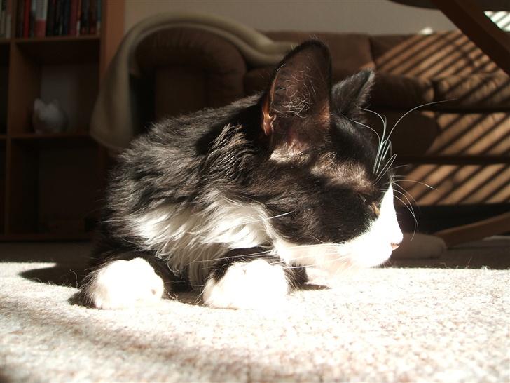 Norsk Skovkat Barneby R.i.p :'( billede 9