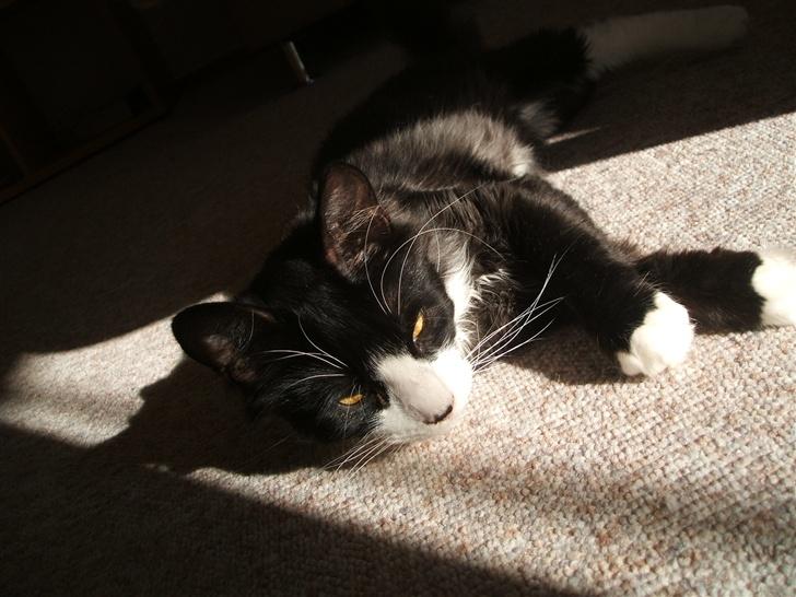 Norsk Skovkat Barneby R.i.p :'( billede 10