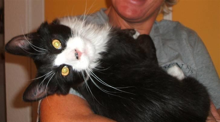 Norsk Skovkat Barneby R.i.p :'( billede 11