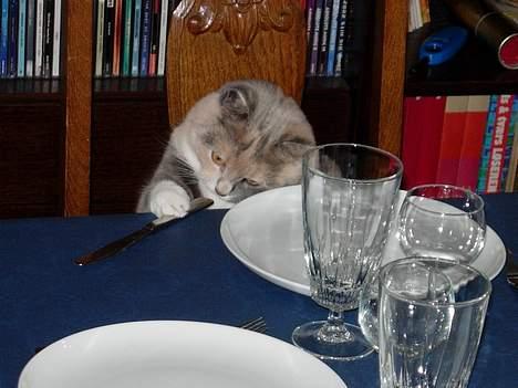 Blanding af racer Mille - Jeg måtte altså hjælpe med til borddægningen! billede 8