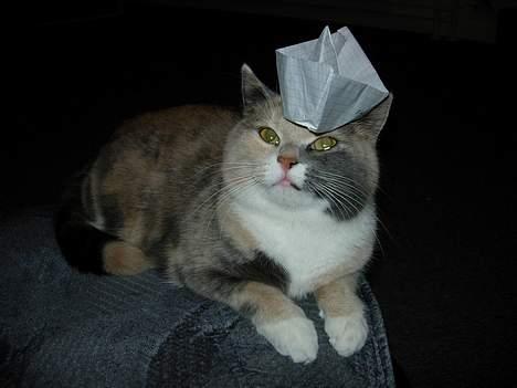 Blanding af racer Mille - Min nye hat. Hvad synes du om den? billede 9