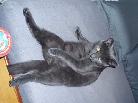 Blanding af racer Tom - Eminem er min store helt. billede 1