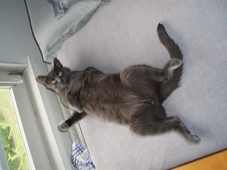 Blanding af racer Tom - Hvorfor nusser du mig ikke? billede 2