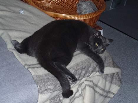 Blanding af racer Tom - Nu gider jeg altså ikke lege mere. Tror lige jeg tar´ mig en lille lur. billede 3