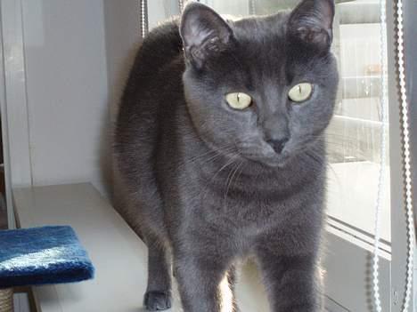 Blanding af racer Tom - Hvad er det for en sjov dims du har dér? billede 4