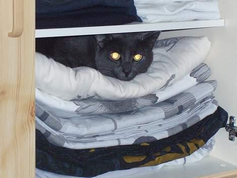 Blanding af racer Tom - Skyllemiddel dufter såå dejligt. billede 5