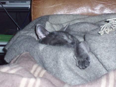 Blanding af racer Tom - Det gælder om at holde fast så man ikke falder ned... billede 6