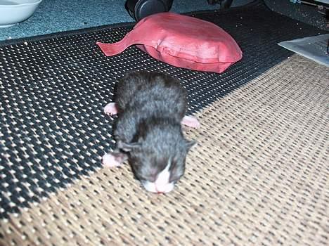 Blanding af racer KILLINGER billede 1