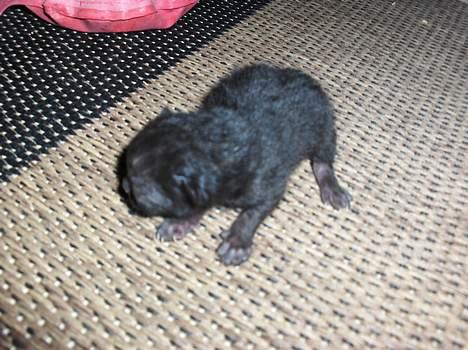 Blanding af racer KILLINGER billede 2