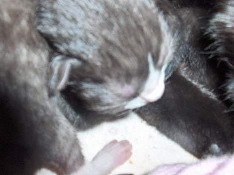 Blanding af racer KILLINGER billede 3