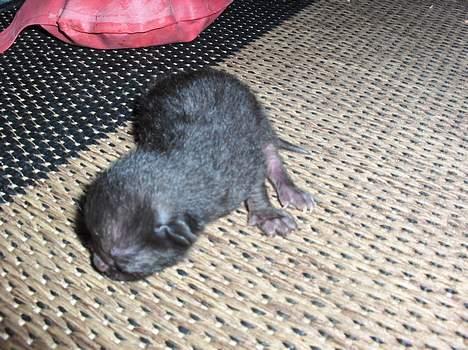 Blanding af racer KILLINGER billede 4