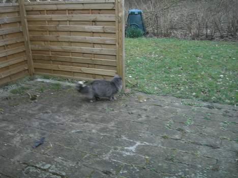 Norsk Skovkat Nicole er forsvundet billede 15