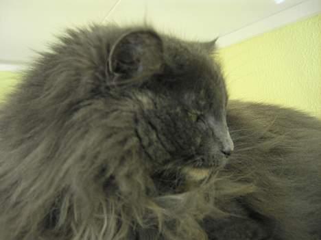 Norsk Skovkat Nicole er forsvundet billede 16