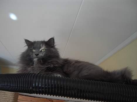 Norsk Skovkat Nicole er forsvundet - den bedste plads er oppe under loftet. billede 17