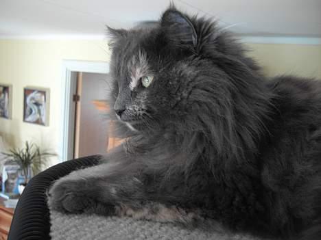 Norsk Skovkat Nicole er forsvundet - jeg kan ligge her oppe og holde øje med det hele billede 18