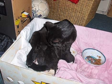 Blanding af racer KILLINGER billede 5