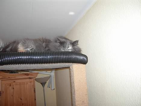 Norsk Skovkat Nicole er forsvundet billede 19