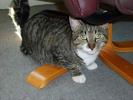 Huskat Bettemis billede 1