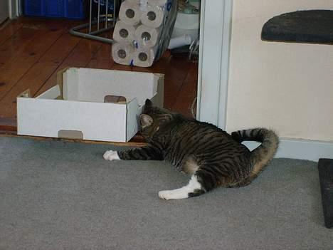 Huskat Bettemis - Elsker papkasser, de er så sjove at lege med!! billede 2