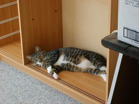 Huskat Bettemis - Ligger og sover de mest mærkelige steder!! billede 3