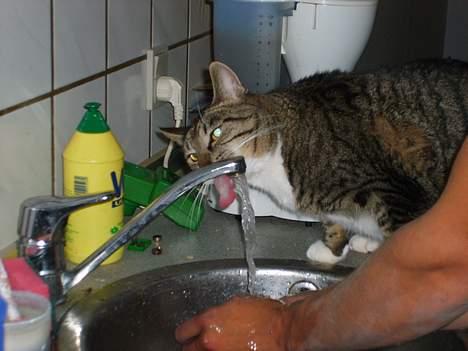 Huskat Bettemis - Vand direkte fra vandhanen er nu bedst!! billede 4